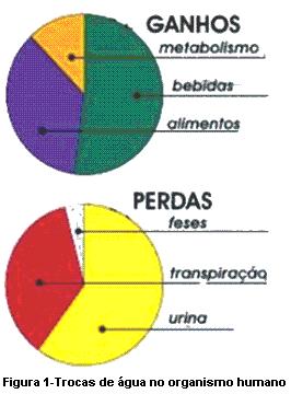 Figura 1  A &aacute;gua no metabolismo humano.