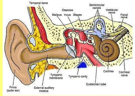 Anatomia do ouvido.