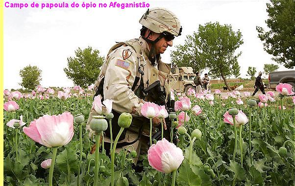 Planta��o de papoulas no Afeganist�o.