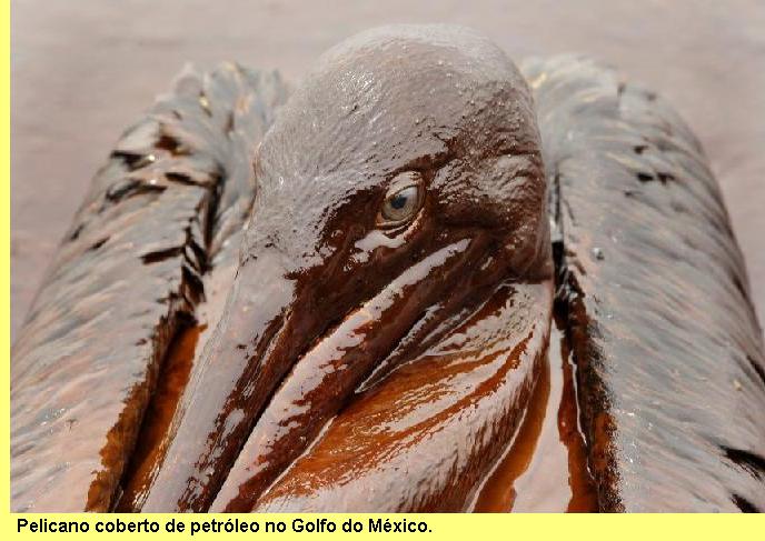 Pelicano coberto de leo.