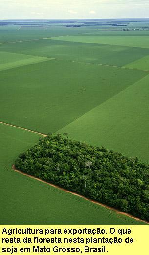 O que resta da floresta numa planta��o de soja em Mato Grosso, Brasil.