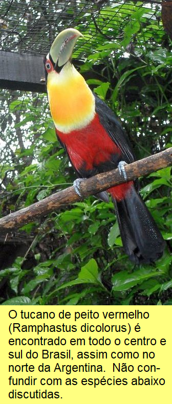 Tucano de peito vermelho.