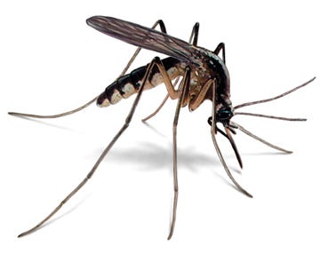 Mosquito.