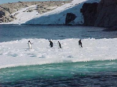 Dan�a na banquisa.