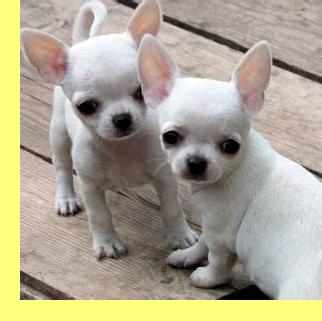 Chihuahuas.